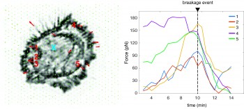 Nanopillar measurements of traction forces in absence of calponin-3.