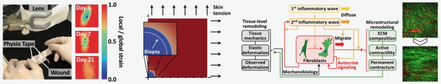 Overview of multiscale biomechanics research interests