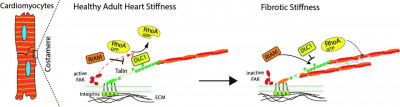 An illustration of the research findings