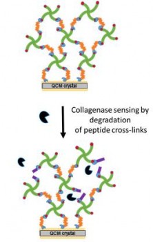 Principle of the collagenase sensor