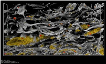 Rendered 3D reconstruction of developing cornea tissue showing the complex organisation of collagen fibrils (grey) mediated by Keratocyte cells (yellow).