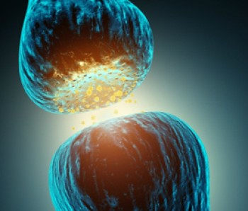 click/tap to enlarge this image... Synapses allow neurons to communicate with other cells through the transfer of either chemical or electrical signals.