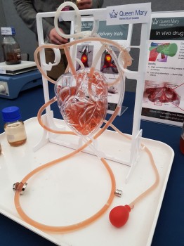 Mock circulatory system used to demonstrate targetted drug delivery