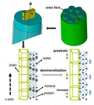 Nanoscale structure of cuticle, showing chitin fibrils in a partially mineralized protein matrix. Modification of mineral- and protein- content in the extrafibrillar region leads to significant changes in pre-strain as well as fibrillar deformation mechanics.