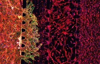 Microvascularised organ-on-chip platform developed in the Gautrot Lab