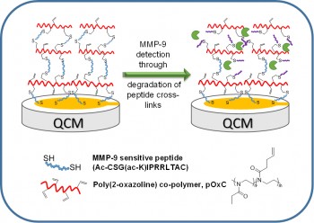 Protease sensitive hydrogels based on peptide cross-linked poly(2-oxazoline) co-polymer