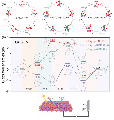 Proposed mechanism and optimised structures of reaction intermediates for the oxygen evolution reaction of sIr/hematite photoelectrocatalyst system.