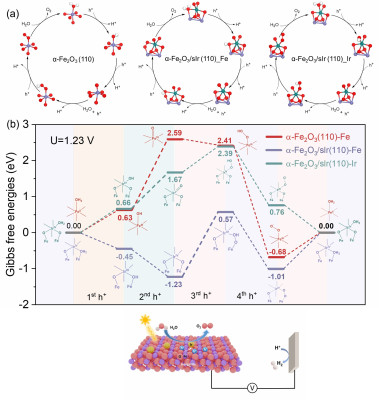 click/tap to enlarge this image... Proposed mechanism and optimised structures of reaction intermediates for the oxygen evolution reaction of sIr/hematite photoelectrocatalyst system.