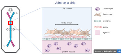 Emulate Chip S1 and cross-sectional schematic of the joint-on-a-chip model