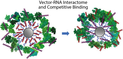 Vector-RNA Interactome and Competitive Binding