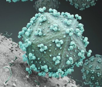 Glycopolymers may be able to stop the HIV virus from binding to other cells.