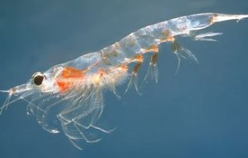 Cheap solar cells made from shrimp shells