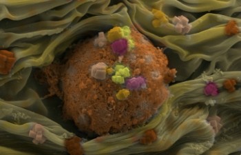 Dominic Collis - Human fibroblast (skin cell)