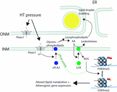 Model of hypertensive pressure dependent VSMC foam cell formation