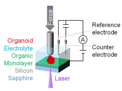 Pressing an organoid consisting of beating cardiomyocytes onto the sensor device improves communication between sensor and cells and enables highly sensitive monitoring of the electrical signals from individual living cells.