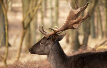 Rudolph’s antlers inspire next generation of unbreakable materials