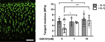 Image showing live cells in cartilage tissue and the anti-inflammatory effects of TRPV4 activation with GSK101 which prevents biomechanical degradation.