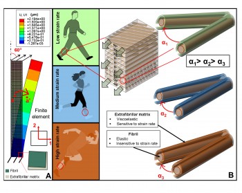 Schematic of different strain-rates encountered by bone during use (left) and the structural model of mineralized matrix deformation at the micro- and nanoscale.