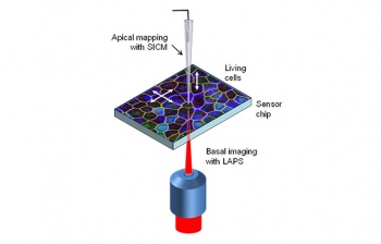 click/tap to enlarge this image... The instrument will combine two electrochemical imaging techniques which measure cell responses on the top and bottom layer
