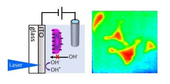 click/tap to enlarge this image... The negative surface charge of the cell reduces the amount of hydroxide ions diffusing to the sensor surface thereby decreasing the local photocurrent.