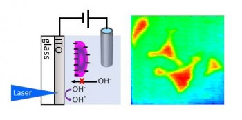 The negative surface charge of the cell reduces the amount of hydroxide ions diffusing to the sensor surface thereby decreasing the local photocurrent.