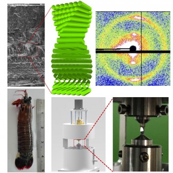 Helicoidal plywood structure of stomatopod cuticle, with X-ray diffraction pattern and in situ compression tester