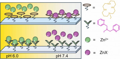 The zinc ion chelators Cyclam and DPA were immobilised on a sensor surface in a single self-assembled monolayer.