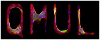 QMUL micro-patterned skin stem cells. This logo of patterned stem cells was generated using state-of-the-art surface micro-patterning available at QMUL.