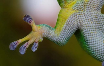 Cells can ‘walk’ on liquids a bit like the way geckos stick to other surfaces using shear forces