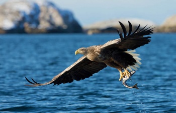 Scientists design material that can store energy like an eagle’s grip