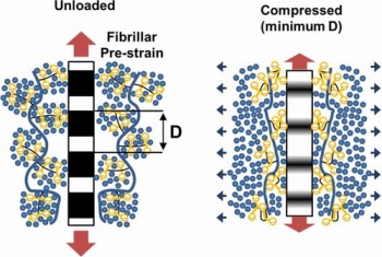 The study reveal the changes in collagen tensile strain during compression of cartilage associated with movement of water in the tissue.