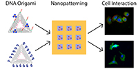 DNA Origami nanoarrays for investigating cell surface interactions