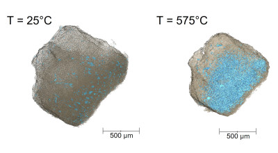 Biomass particles (in grey) and network of pores contained within (in light blue). Credit: Diamond Light Source.