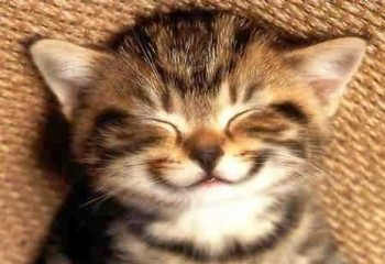 This cat is happy that he can contribute to science and possibly get his name on a paper (photobucket.com).