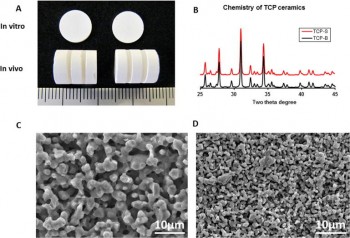 Images of the calcium phosphate bone repair material