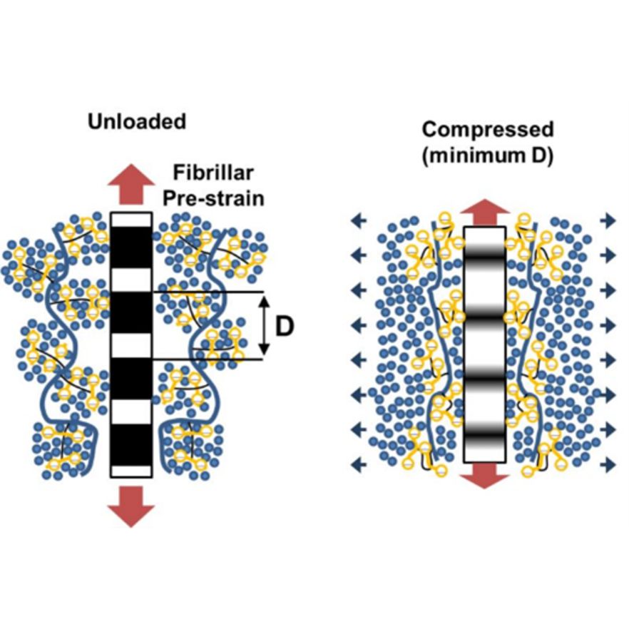 Modulating Tendon Micromechanics