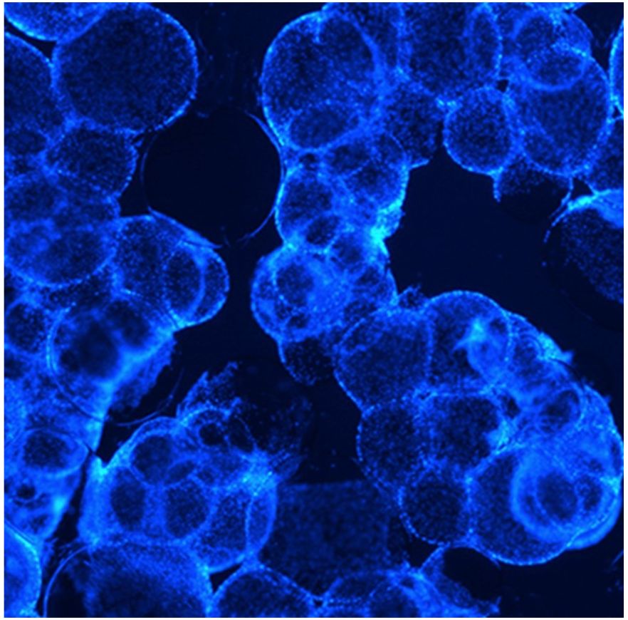 Biomaterials Biomechanics
