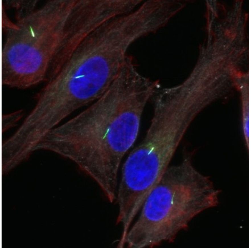 Cells