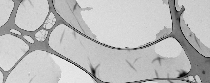 Protein Nanosheet supported on a Carbon Grid
