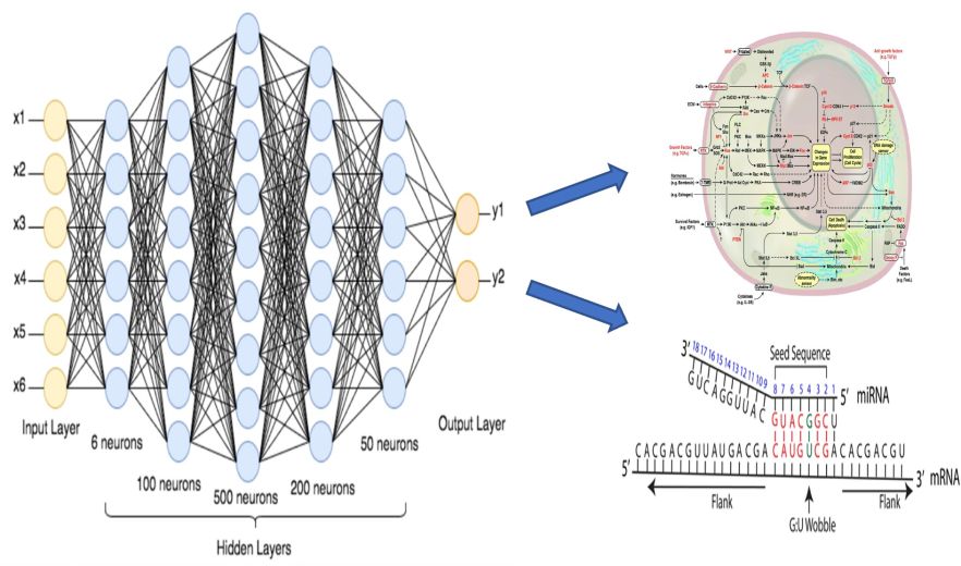 organ-on-a-chip