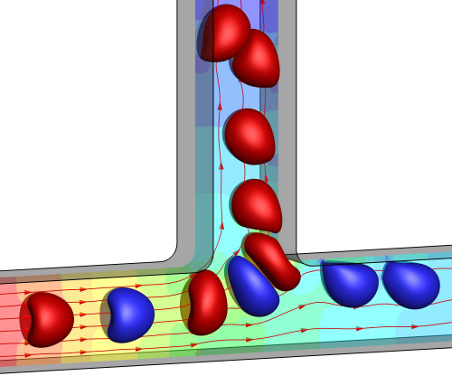 Hydrodynamic interaction of microcapsules in a microchannel bifurcation (front cover highlight in Journal of Fluid Mechanics volume 923)