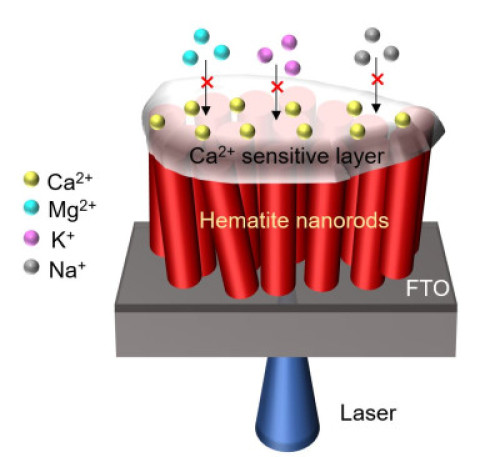 Photoelectrochemical calcium ion sensor based on hematite nanorods