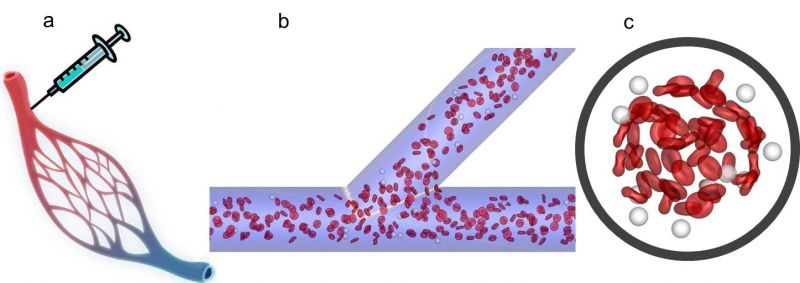 (a) Injection of microcapsules into the blood stream for drug delivery; (b) Red blood cells and capsules flow through a microvascular bifurcation. (c) Margination of capsules in a vessel.