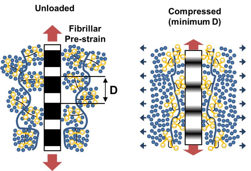 Fibrillar level mechanisms underlying transient change in pre-strain in cartilage: Under loading, loss of water molecules and structural collapse in the proteoglycan network lead a transient reduction of pre-strain (reduction in D-period) in the collagen