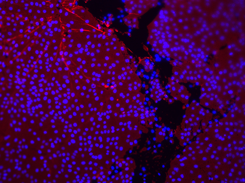 Cells proliferating on nanosheets self-assembled at liquid-liquid interfaces