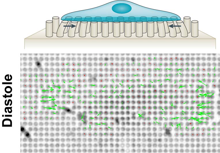 Cardiomyocyte on PDMS nanopillar