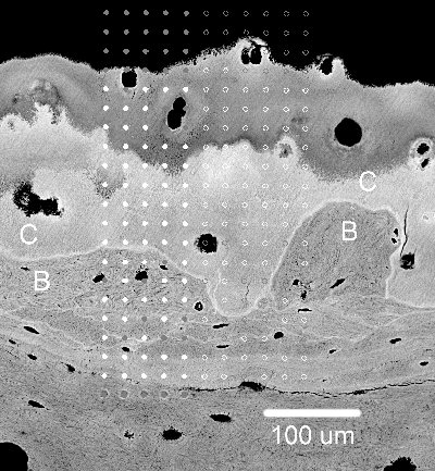 Quantitative backscattered electron image of the osteo-chondral junction (B = bone, C = calcified cartilage).  The dots show the position of nanoindentation sites.
