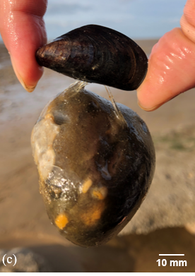 A marine mussel attached on a rock