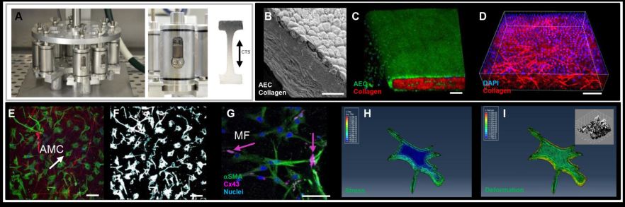 How do we repair preterm membranes after rupture?