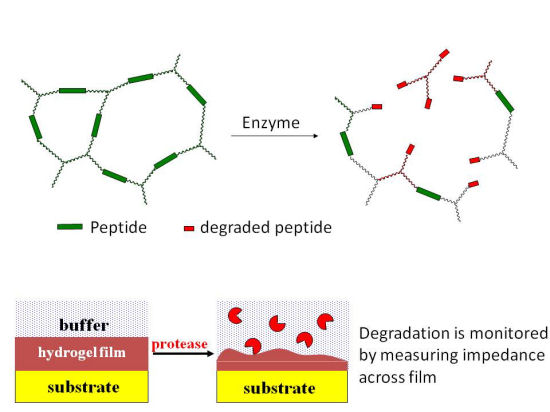 Sensor materials are obtained by cross-linking a water soluble polymer, e.g. oxidised dextran, with a peptide that contains a cleavage site for the target protease. The hydrogels are deposited on interdigitated electrodes and the degradation in the presence of analyte is monitored using impedance measurements.